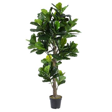 Bizzotto Pianta Ficus Lyrata a 153 Foglie con Vaso Altezza 1.90m